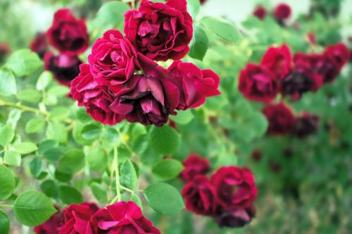 roses red bush