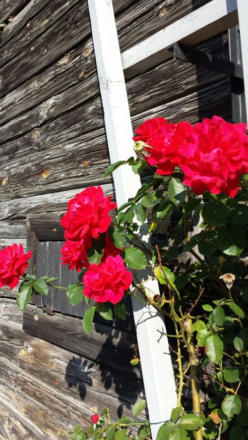 roses summer torp