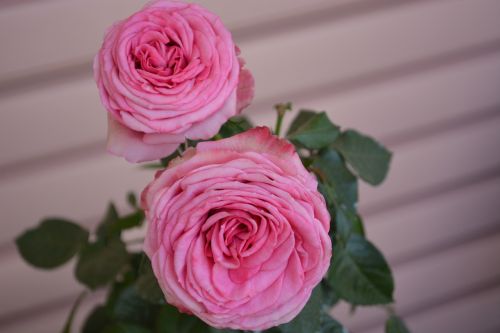 roses pink vintage