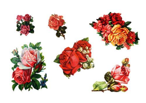 roses sticker old