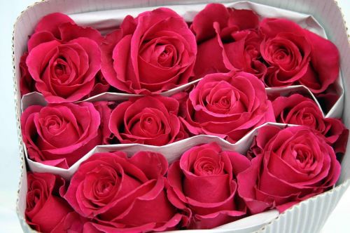 roses fuchsia package