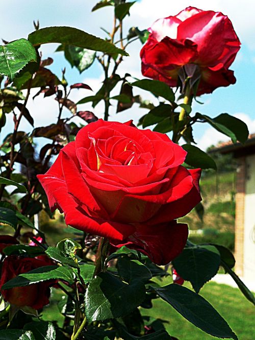 roses tuscany red