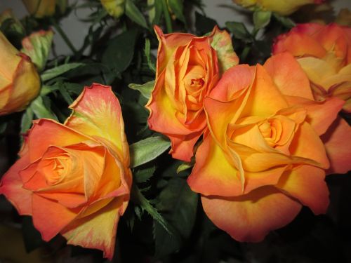 roses orange birthday flowers