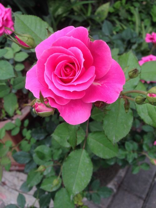 roses flower plant