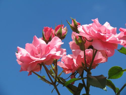 roses pink flower