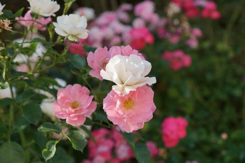 roses pink nature