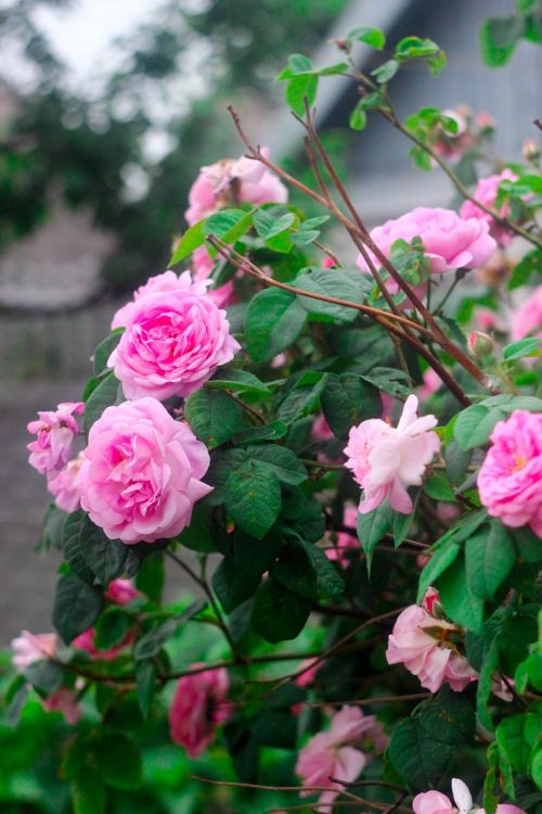 roses bush flowers