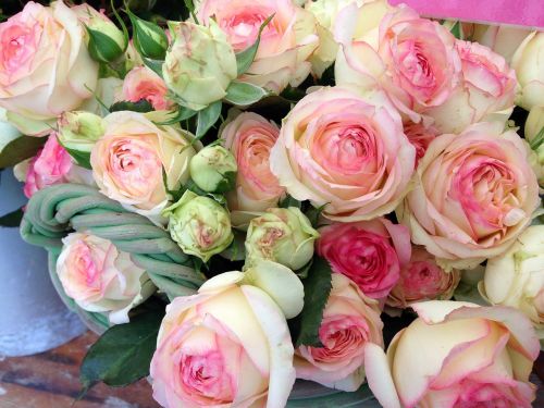 roses pink romance