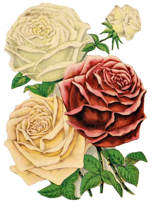 roses clipart floral clipart red roses