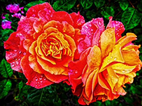 Roses In A Garden