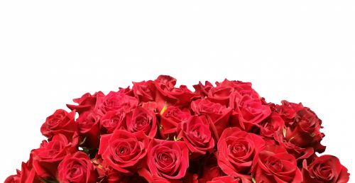 Roses Isolated On White