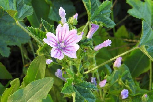 roses-mallow sigmar herb pointed flower