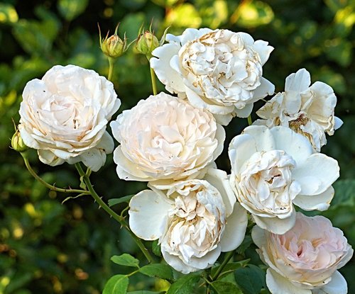 roses white  blossom  bloom