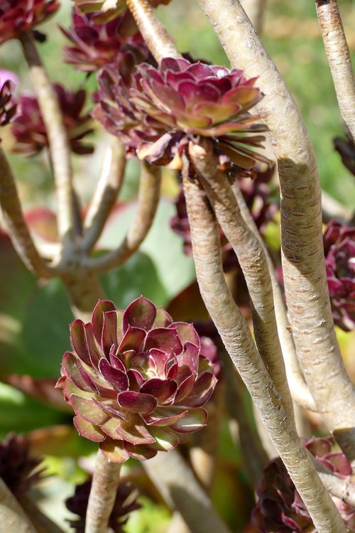 rosette  waxflower  plant