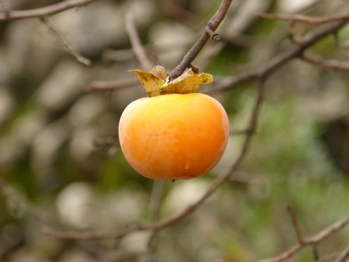 rosewood autumn orange