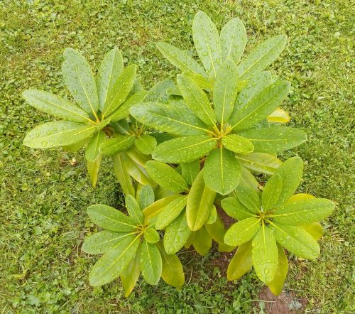 roslin rhododendron goldfort