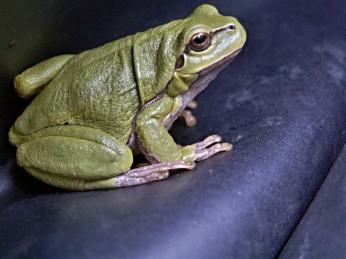 Green Tree Frog