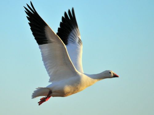 ross's goose flying bird