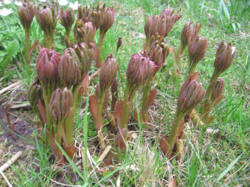 Growing Peony