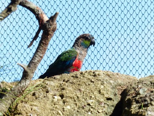 rotbauchsittich parakeet bird