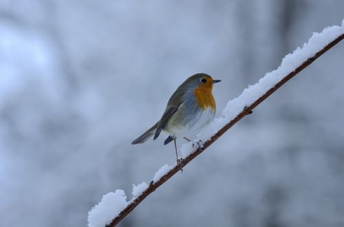 rotbrüstchen bird winter