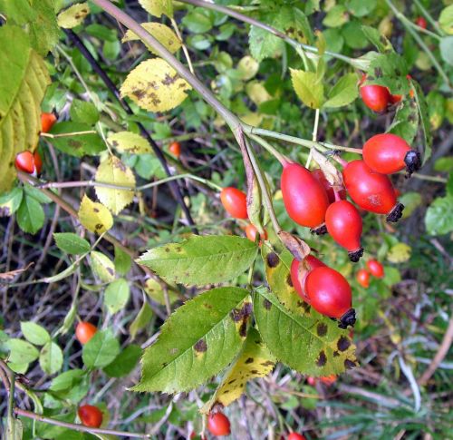 Red Berries