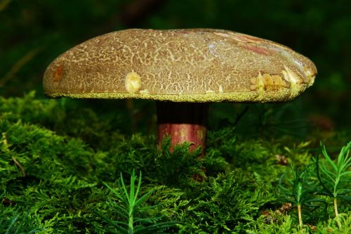 rotfußröhrling mushroom edible