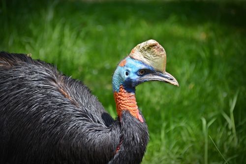 rothalskasuar cassowary bird