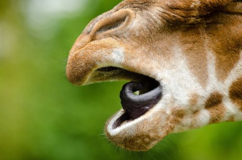 rothschild giraffe tongue mouth