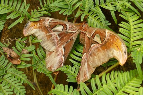rothschildia  nachtpauwoog  butterfly