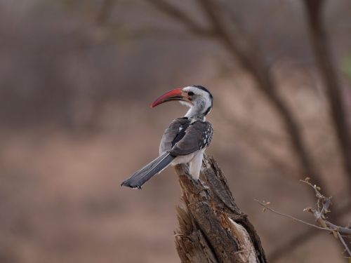 rotschnabeltoko africa hornbill