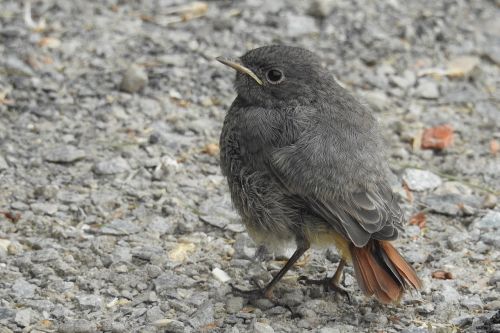 rotschwaenzchen bird young bird