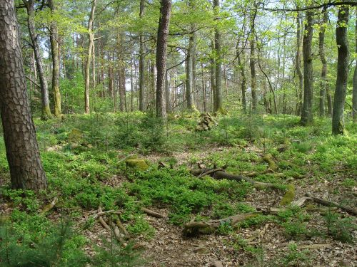 rotsohlberg palatine forest top