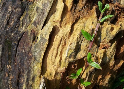 Rotten Wood With Grass