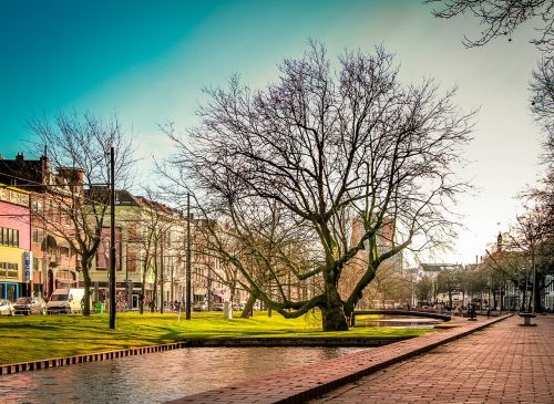 rotterdam netherlands tree