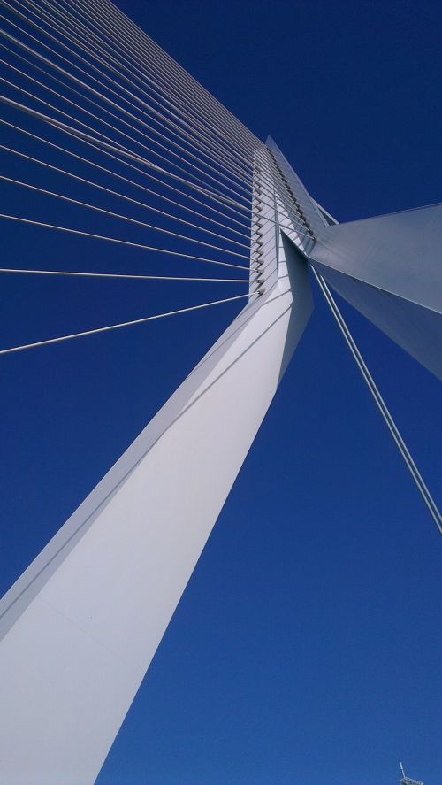 rotterdam swan erasmus bridge