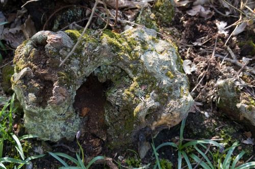 rotting tree stump lichen