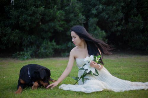 rottweiler dog wedding dresses