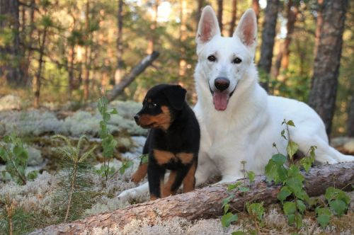 rottweiler puppy dogs