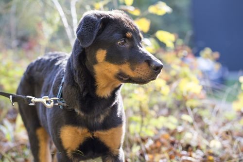 rottweiler dog pet