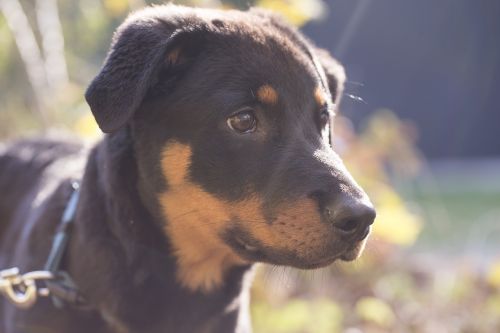 rottweiler dog pet