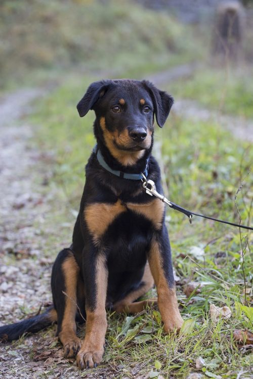 rottweiler dog pet