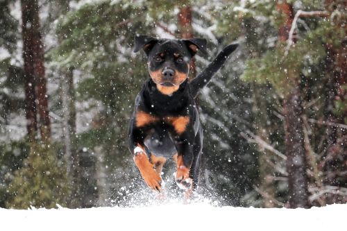 rottweiler dog winter