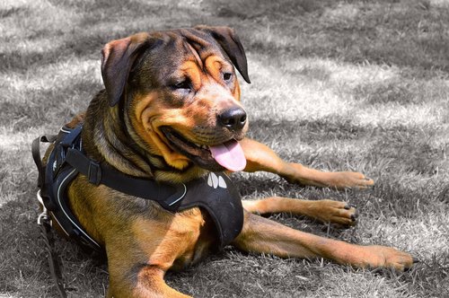 rottweiler  amstaff  dog