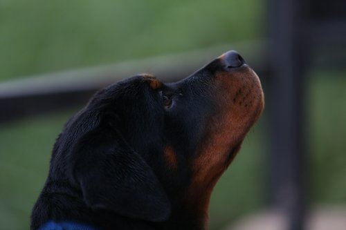 rottweiler  cute  natural