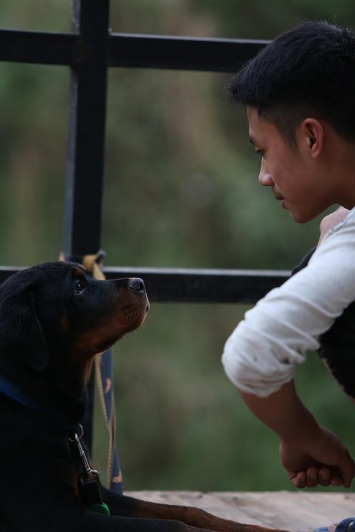 rottweiler  dog  puppy