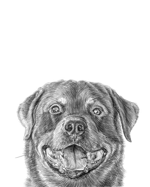 rottweiler  pencil  drawing