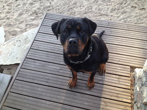 rottweiler dog animal