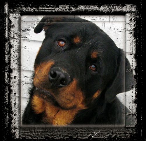 rottweiler dog animal