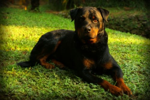 rottweiler dog nature